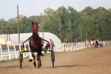 Horse and rider running  at horse races