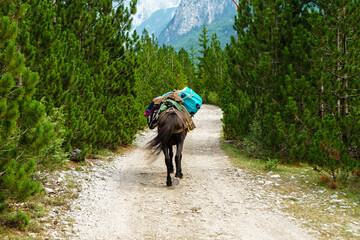 Obraz premium Mule carries luggage on a trail in Albania
