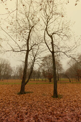 Foggy gloomy autumn forest with fallen leaves, late autumn. Magic concept.