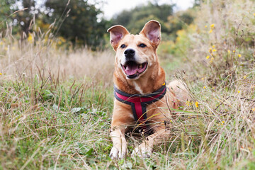 Happy mixed breed red dog wearing harness sitting on dry autumn grass.