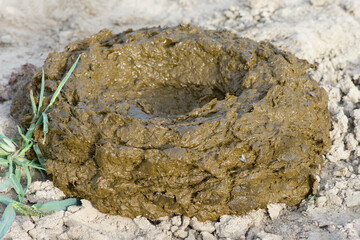 Fresh cow dung. Organic fertilizer for poor soil.
