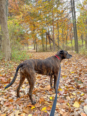 Naklejka na ściany i meble Brindle brown plott hound dog on a leash in the autumn woods going for a walk