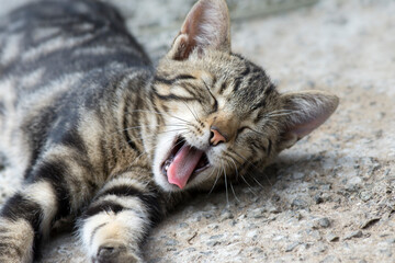 The cat yawns, wakes up from sleep. Caring for pets.
