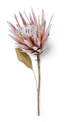 dry / dried pink Protea flower with single leaf, isolated floral element, flat lay, / top view with...