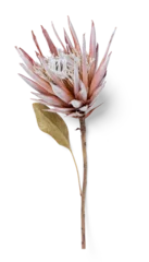 Foto op Plexiglas dry / dried pink Protea flower with single leaf, isolated floral element, flat lay, / top view with subtle shadow © Anja Kaiser