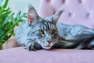 Portrait of beautiful purebred gray cat resting on couch at home