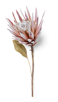 dry / dried pink Protea flower with single leaf, isolated floral element, flat lay, / top view with subtle shadow