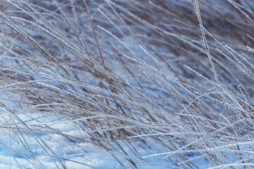 Dry branches of plants covered with ice in bad weather in winter. Icing in winter during thaw and frost