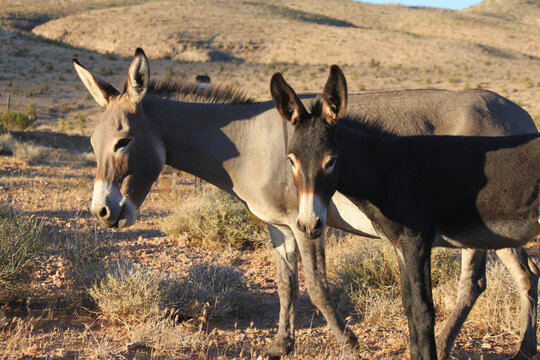 Pair of wild burros in brown gray color hues walk side by side together along the scrub brush within the Mojave desert in search of food