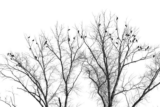 Silhouettes of birds on bare branches of a tree on a white background.
