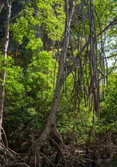 A small river flows through a mangrove forest with thick trees with twisted roots. The water is green and clear. Dominican Republic