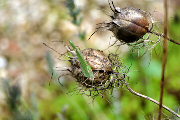 Female Nymph of a Great Green Bush Cricket (Tettigonia viridissima) on the seed head of Nigella damascena (Love-in-a-mist) 
