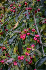 Euonymus Europaeus Red Cascade Plant