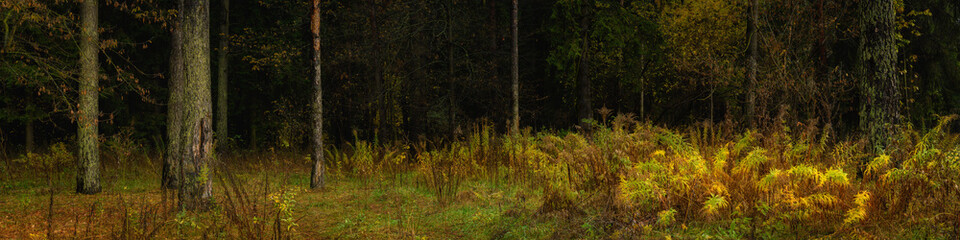 Fototapeta na wymiar panoramic view from the clearing to a dense shady mixed forest with colorful shrubs in the foreground. widescreen autumn landscape