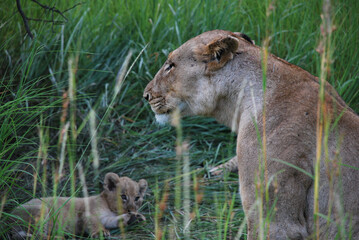 lion and lioness