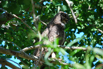 great horned owl