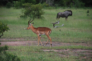 Naklejka premium impala in the savannah