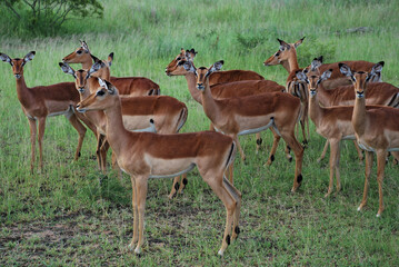 impala in the savannah