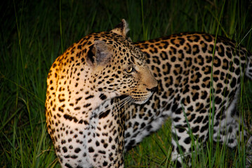 Fototapeta na wymiar leopard in the savanna