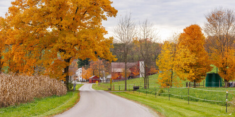 Country road winding through autumn trees and fall cornfields in Amish farmland | Holmes County,...