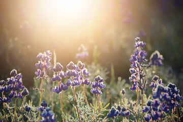 Purple lupine wildflowers in spring sunshine. Wildflowers in beautiful sun. Nature art for greeting...