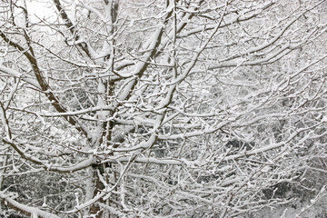 Snow on a tree in winter