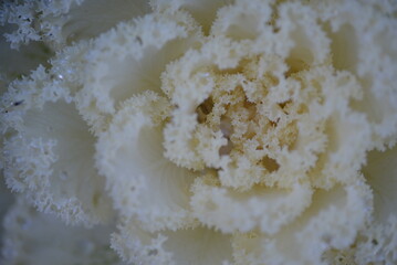 pink background High quality photo macro photography gradient white green ornamental Brassica oleracea acephala purple cruciferous family decorative carved cabbage leaves, poster, banner close - up	
