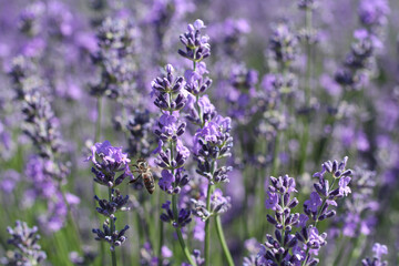 A bee collects nectar on lavender flowers on a sunny summer day. Closeup.