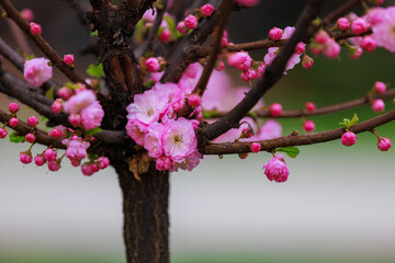 Blossoming sakura tree flower with selective focus on blurred background. Defocused backdrop copy space