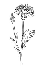 Cornflower. Sketch, hand-drawn ink drawing.