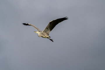 heron in flight