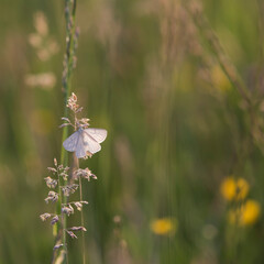 papillon dans un champ 