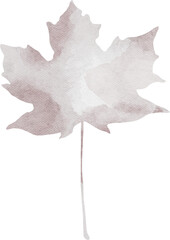 White Watercolor Maple Handdrawn Leaf