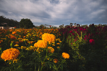 Crop fields of cempasuchil flowers. Dia de muertos. Noche de muertos. Michoacan.