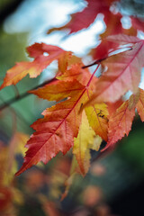 red leaves on the tree
