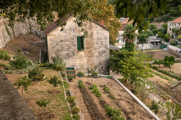 Beautiful old house with garden with cultivated plants in the village of Dol on Brac island, Croatia