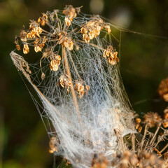Herbst pflanze mit Spinnweben Nahaufnahme