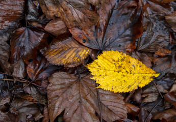 Herbst faules Laub gelbes Blatt