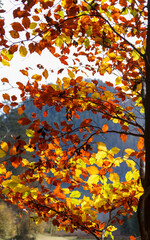 bunte Blätter Herbst rot gelb buche blauer Hintergrund niemand
