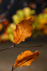 buntes braunes orange Blatt in Nahaufnahme mit verschwommenen Hintergrund niemand