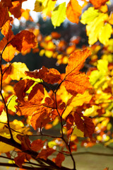 bunte Blätter Herbst rot gelb buche