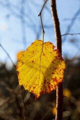 hasel Blatt bunt gelb rot sonne mit blauem Himmel Hintergrund niemand
