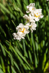 Obraz na płótnie Canvas close up of narcissus white flowers in the garden