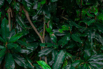 green leaves background, foliage 