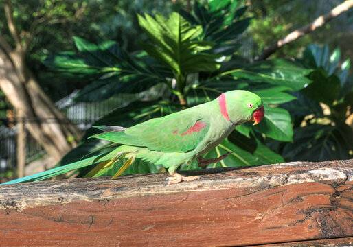 Alexandrine parakeet (Psittacula eupatria), also known as the Alexandrine parrot.