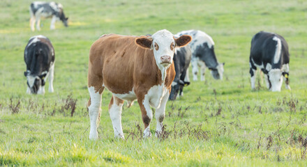 Naklejka na ściany i meble brown and white beef cow in its field facing forward