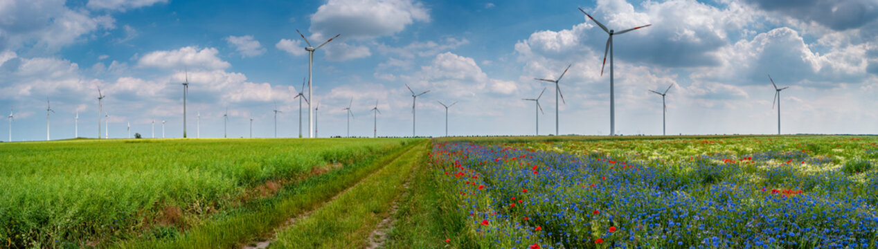 Panoramic over beautiful meadow field farm landscape with blue and red flowers, wind turbines to produce green energy at sunset colors in Germany