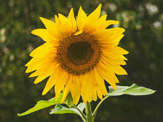 the sunflower flower, close up