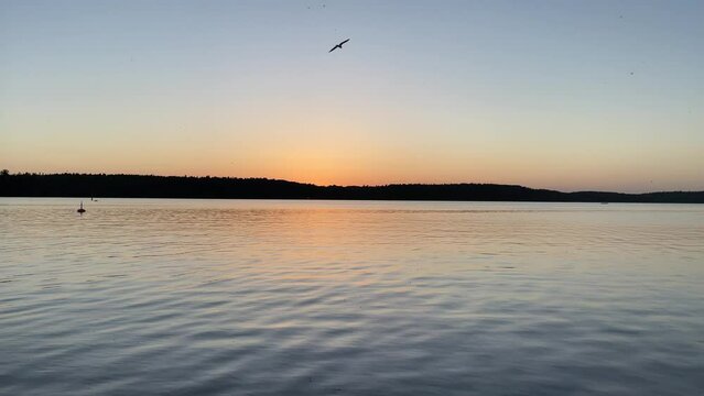A part of the Swedish lake Malar or Malaren. Which is next to the Baltic sea. Nice view during sunset. Seagull and insects in the sky. Stockholm, Sweden, Europe.