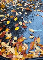 Yellow, orange, red and brown autumn fallen leaves on black windshield of passenger car with rain drops